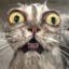 Gato Molhado