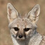 VulpesBengalensis