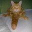 Shane Dawson`s cat