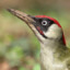 Picus viridis