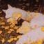 seasonal affective disorder
