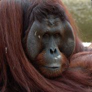 ObsceneOrangutan