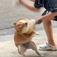 青青草原街道办事处