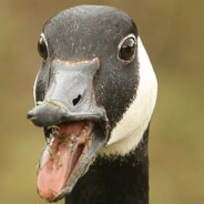 Quack Addict