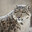 Oddy Nuff Da Snow Leopard