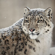 Oddy Nuff Da Snow Leopard