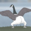 『ĐΛ』Goose