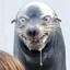 Gooning Seal!