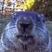 孜然何时不迷路