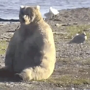 bear