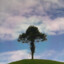 Forlorn Twig
