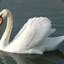 swan