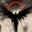 FallenAngel