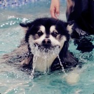 不D你就是蔡虚坤