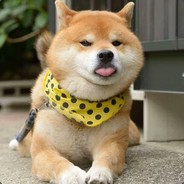 你怎么跟个狗一样