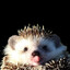 Avatar of luuniX