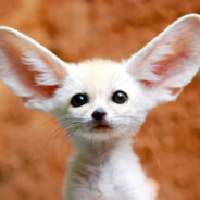 王小熊暴打刘大头