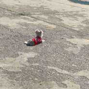 想想gala会怎么做