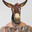 donkey_oficjalnie