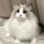 小迪物语&阳阳忠粉