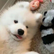 企爆口裂鹅感肉