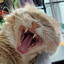 SableClaw