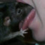 Big rat