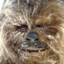 Chewbacca