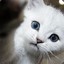 gato techero