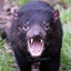 Tasmanian Devil