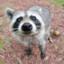 Raccoon