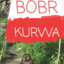 Bóbr