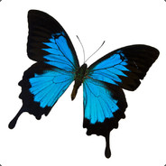 小小一只雅麽碟！