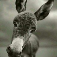 崔斯特 online show