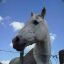 TRANquil horse