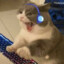 gatinho pspspspsps