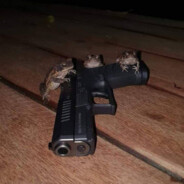 боевая жаба