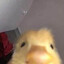 Just a Duck
