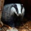 Badger