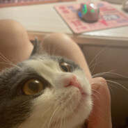 白小星星与炸鸡BB