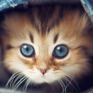 o=={::::::::::::::::>