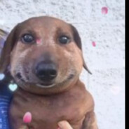 зяблик баблик