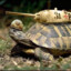 Dr. Dr. von Panzerschildkröte