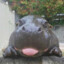 Happy hippo