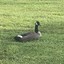 ApatheticGoose