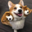 Corgiberus