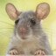 RAT