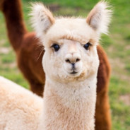 Alpaka