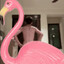 Flamingo king