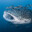 BiggestFish